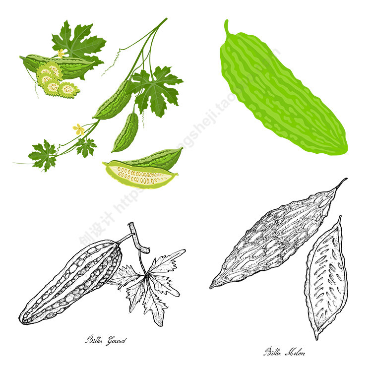 手绘苦瓜插画 凉瓜熟菜果实切面图标 ai格式矢量设计素材