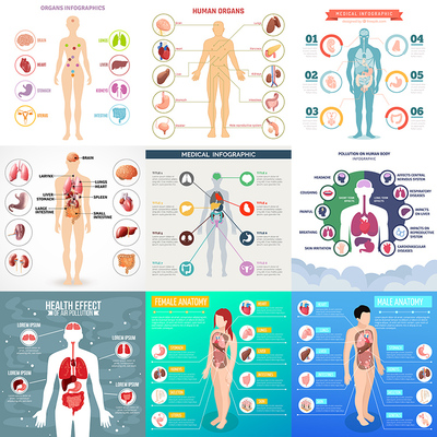 身体内部器官 扁平化卡通人体内脏信息图表 AI格式矢量设计素材