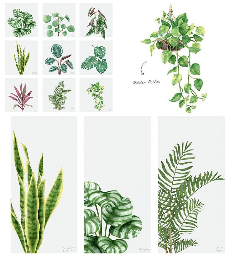 手绘清新绿植ai矢量素材 采绘绿色植物叶子花藤绿萝叶子 设计素材