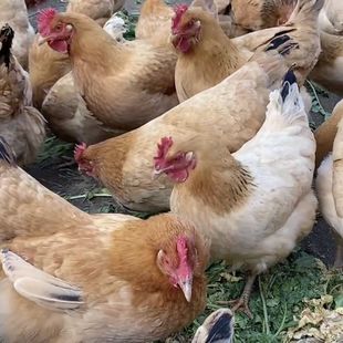 正宗纯种河田鸡麻鸭现杀现发鸡芦花鸡原种纯正种山林散养顺丰包邮