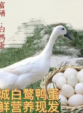 正宗连城白鸭蛋富硒新鲜山林散养土鸭蛋白鹜鸭蛋当天现捡现发包邮