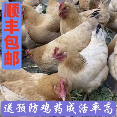 长汀河田鸡鸡苗小鸡仔脱温鸡幼苗