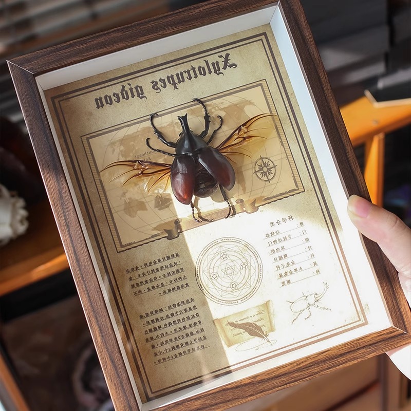 姬兜天然真昆虫标本相框