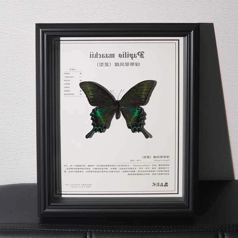 绿带翠凤蝶夏型天然真蝴蝶标本