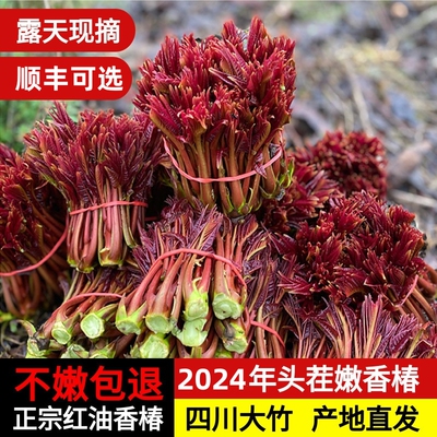 当季现摘四川大竹香椿芽红油椿芽新鲜头茬野生嫩春芽时令蔬菜包邮