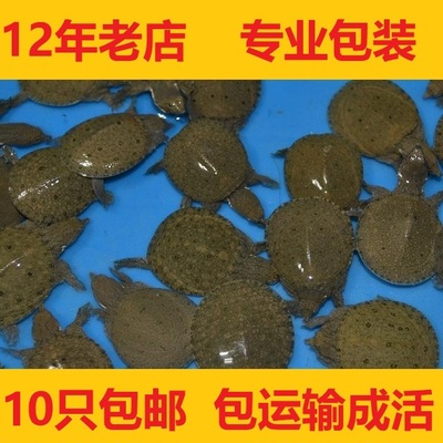 中华鳖龙鱼饲料甲鱼苗活体小甲鱼