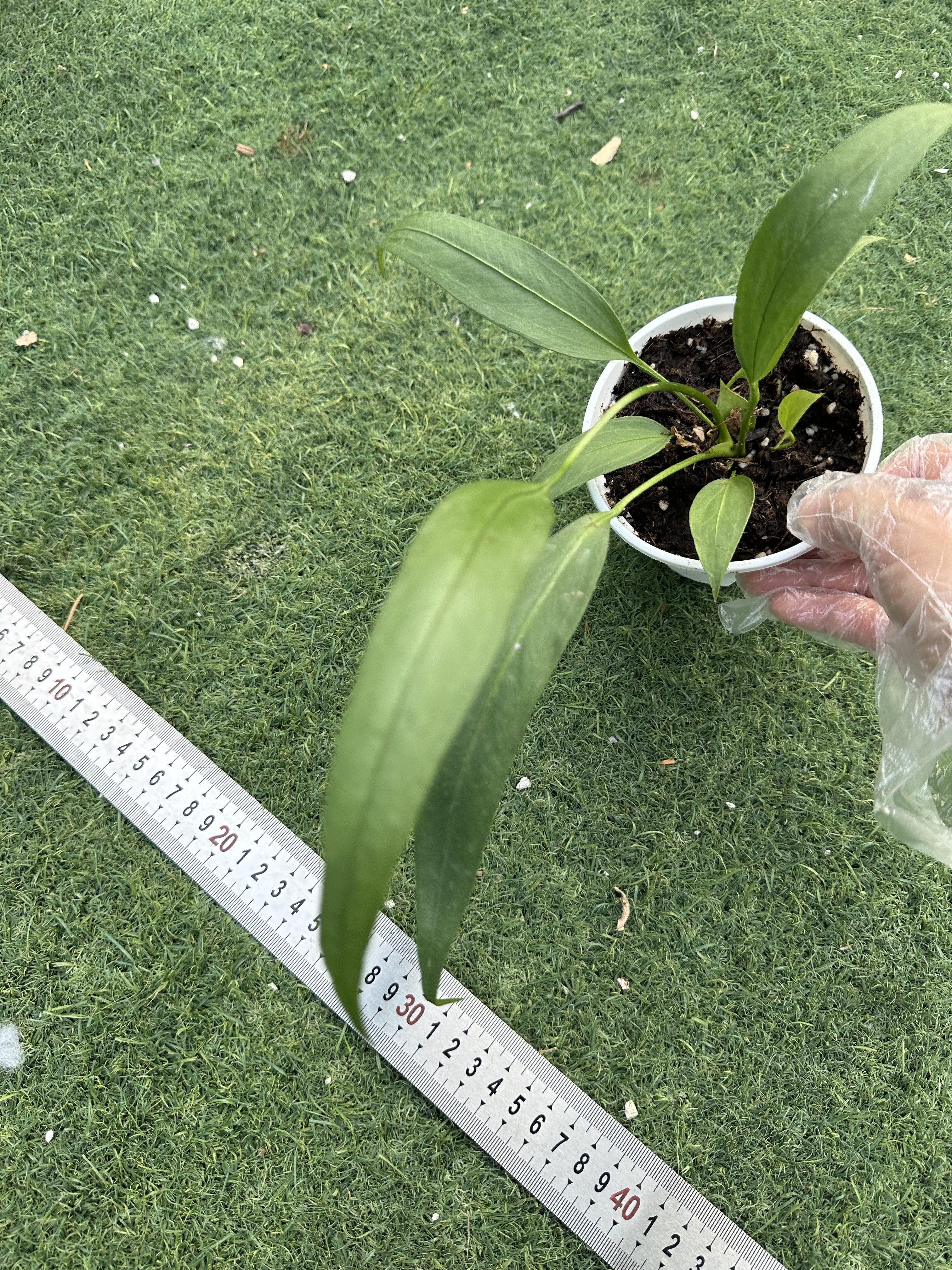 维塔领带花烛热植室内观叶绿植好养耐热耐阴长大叶植物一物一拍