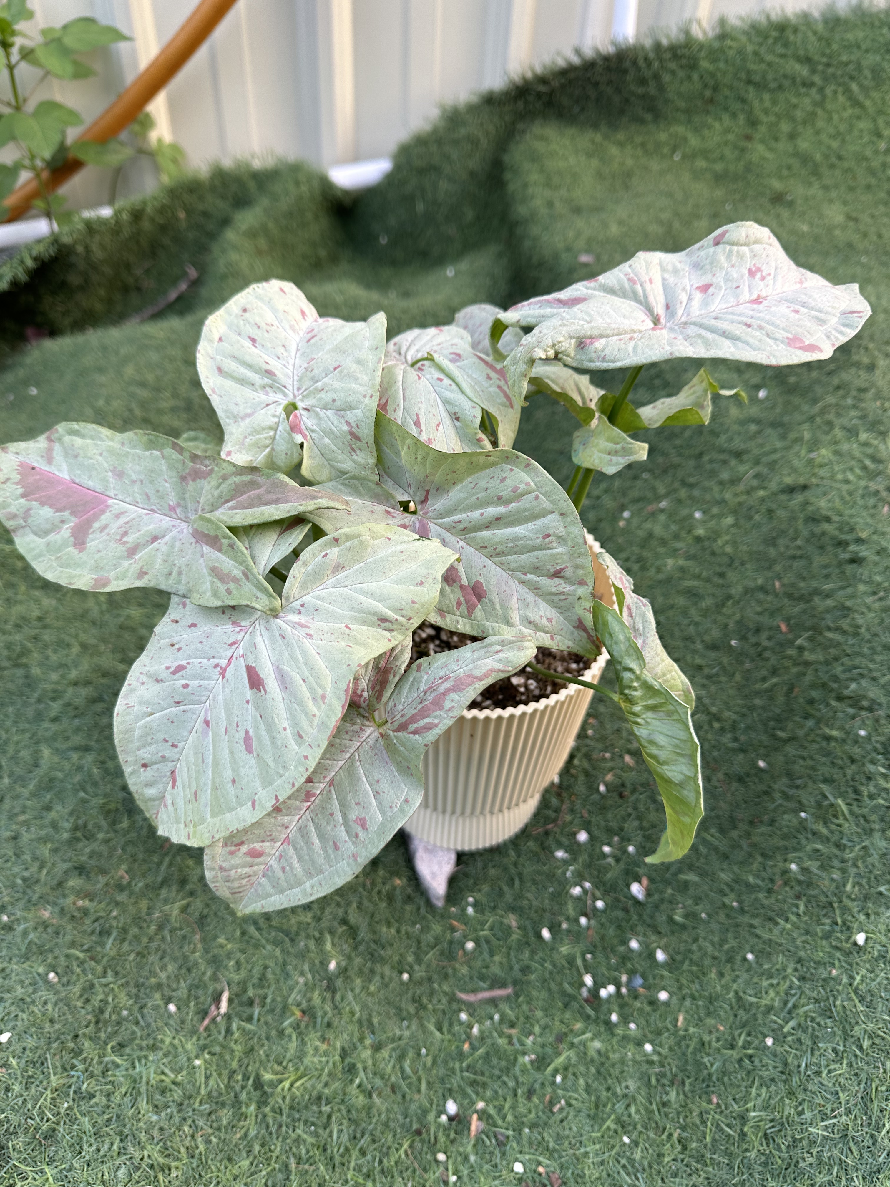 清棚福利，美人锦热植蔓绿绒草莓奶昔等绿植热网红植物一物一拍