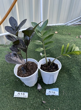 黑乌鸦黑天使黑金钱树绿植热植网红观叶室内植物一物一拍