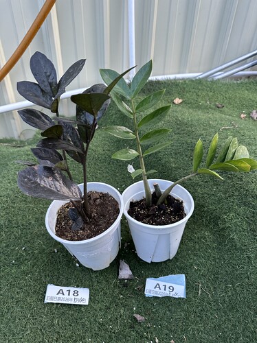 黑乌鸦黑天使黑金钱树绿植热植网红观叶室内植物一物一拍