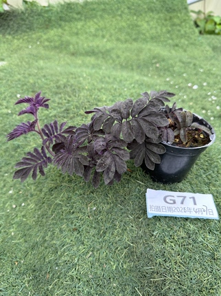 厄瓜多尔紫茄雨林绿植热植锦化植物网红观叶室内植物一物一拍