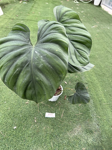 哥伦比亚西瓜碧浪蔓绿绒热植巨叶观叶绿植网红室内植物一物一拍