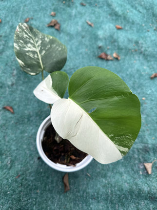 白锦龟背竹阴阳白龟绿植热植锦化植物网红观叶室内植物一物一拍