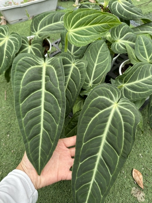 百财银盾花烛巨大叶热植室内观叶绿植好养耐热网红植物一物一拍