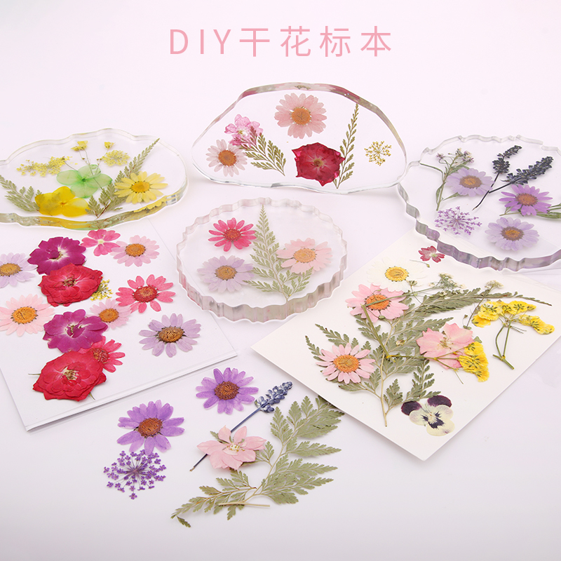 干花真树叶植物标本幼儿园手工贴画干花压花DIY写真贴脸装饰干花图片