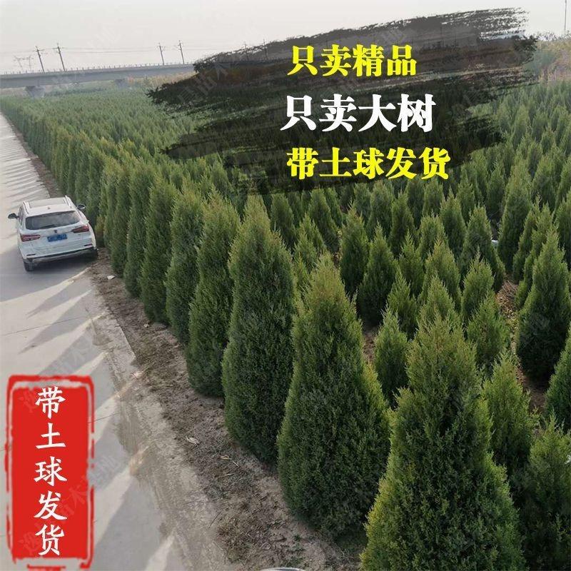 塔柏树苗带土坟前树苗塔松柏树苗蜀桧四季常青耐寒柏树桧柏大树苗