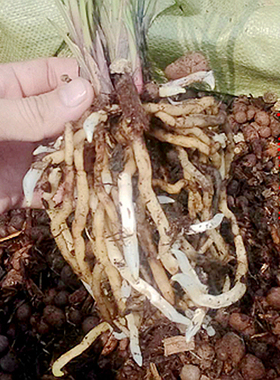 专业兰花土植料有机花生壳树皮植金石好康多花宝肥疏水罩透气生根