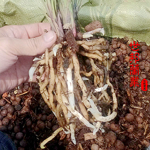 专业兰花植料好康多花生壳树皮