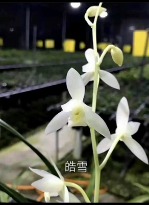皓雪建兰素心兰花苗浓香型室内盆栽花卉绿植四季兰花
