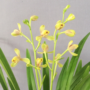 正格梅瓣建兰花苗黄一品兰花苗花卉盆栽阳台绿植四季兰浓香潘安梅