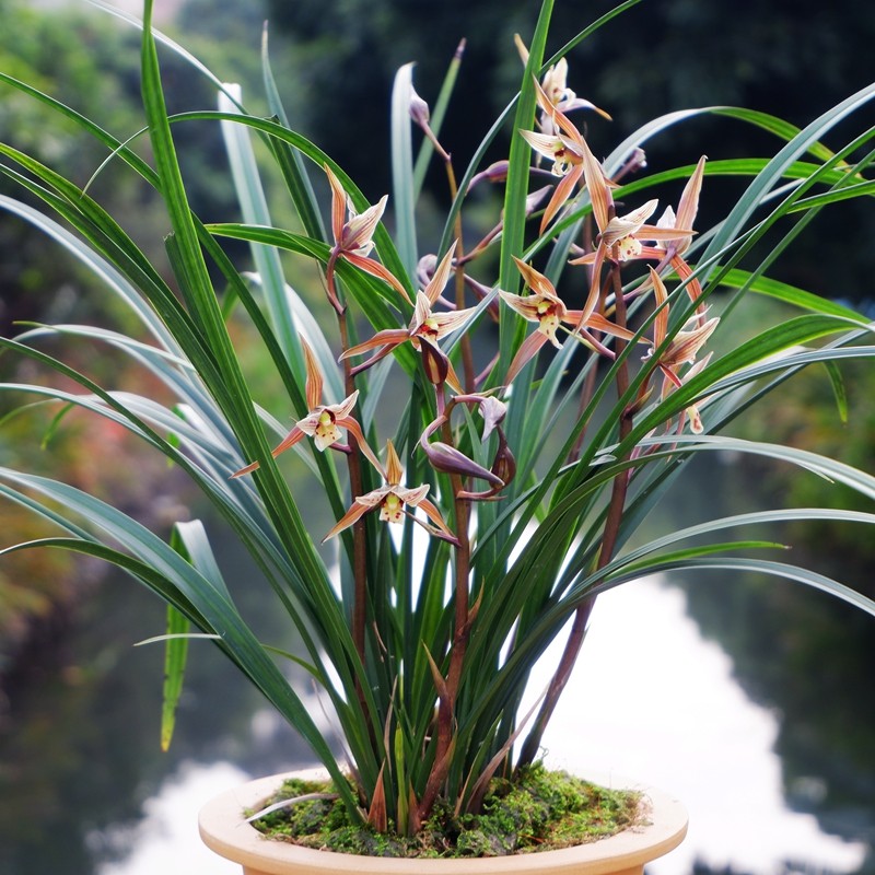 秀气兰花苗细叶寒兰虎头三星蕊蝶阳台美观花卉盆栽植物清香,鲜花速递/花卉仿真/绿植园艺,国兰/杂交兰/洋兰类,淘宝优惠券,粉丝福利购,淘宝优惠卷
