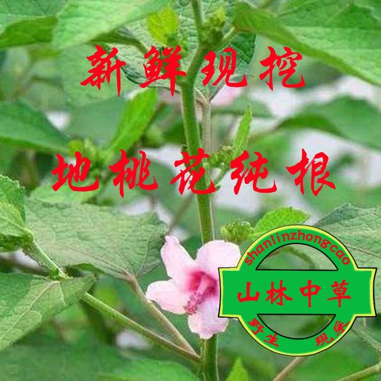中药材地桃花 拦路虎 八卦根 肖梵天花 三脚破 纯根500克包邮