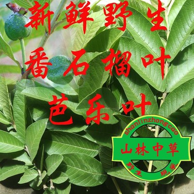 新鲜土番石榴叶 土芭乐叶番桃叶250g包邮带枝发货 竹节虫食物