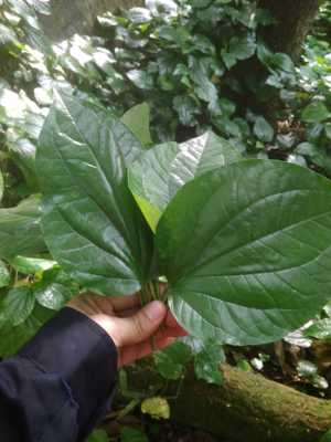 蒌蛤篓假蒌假蒟蒌叶新鲜食用蔬菜香菜田螺配料青蒌叶500g包邮
