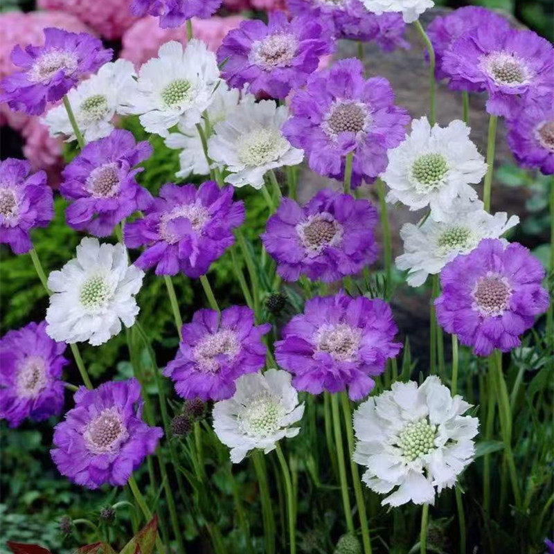 蓝盆花苗矮生屋高杆高加索蓝盆花多年生耐寒宿根庭院花园植物包邮