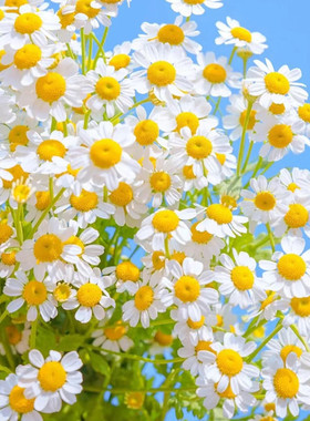 可可切花洋甘菊苗 单瓣短舌匹菊穴盘苗 小清新香草开花植物包邮