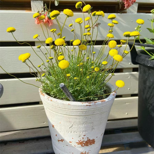 糖果灯球花苗山芫荽苗