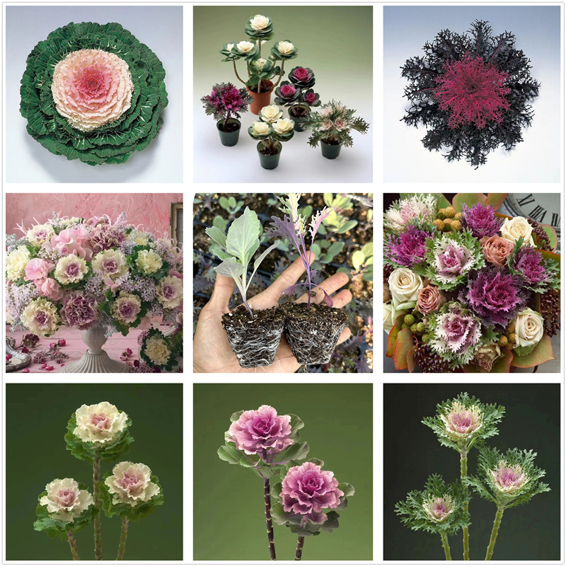 羽衣甘蓝耐寒花卉冬春季开花