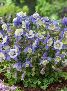 大花重瓣耧斗菜花苗重瓣百褶裙单瓣猫爪花多年生宿根耐寒植物包邮