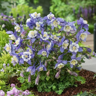 大花重瓣耧斗菜花苗重瓣百褶裙单瓣猫爪花多年生宿根耐寒植物 包邮