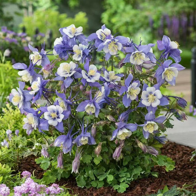 大花重瓣耧斗菜花苗猫爪花