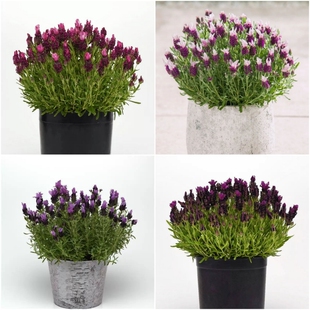 西班牙薰衣草花苗法国薰衣草香草植物耐寒多年生宿根花园植物包邮
