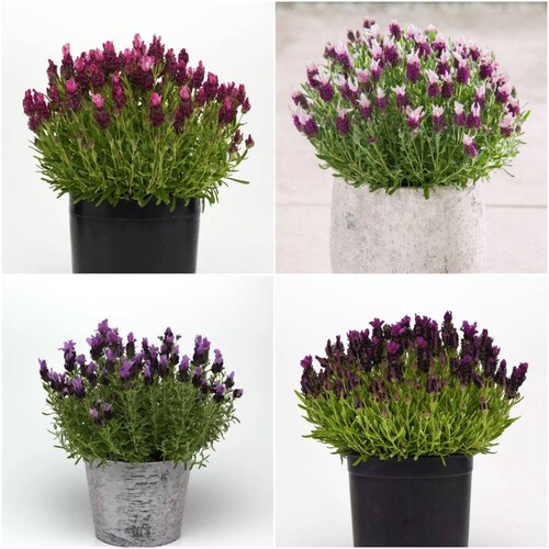 西班牙薰衣草花苗法国香草植物