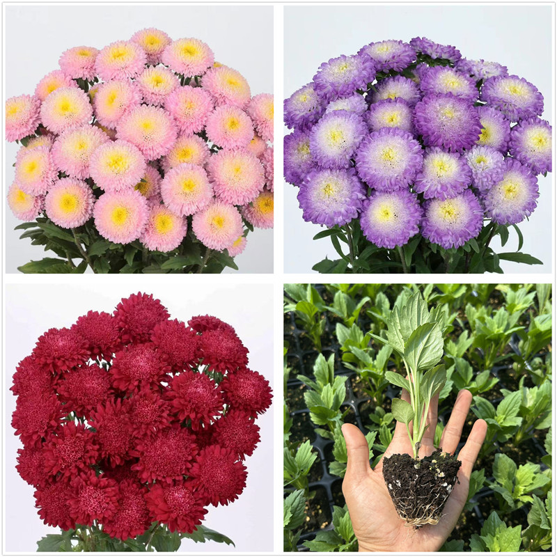 重瓣翠菊花苗高杆切花型蓬蓬