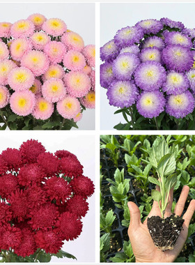 重瓣翠菊花苗江西腊高杆切花型翠菊蓬蓬贝壳粉耐热草本花卉包邮