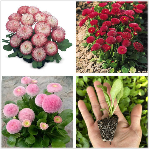 重瓣雏菊苗雏菊塔苏小苗