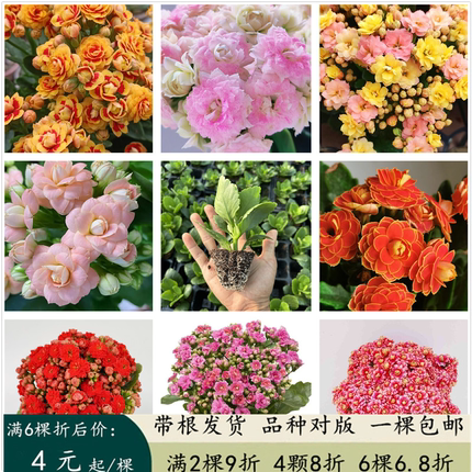 大花重瓣长寿花苗水果糖金狐狸宫灯长寿稀有品种阳台开花植物包邮