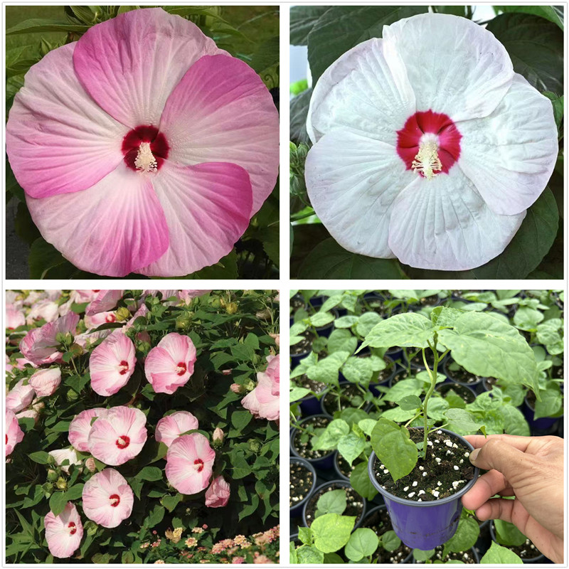 大花芙蓉葵花苗月神粉色漩涡