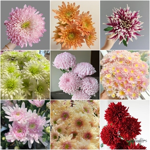 大花切花菊摇篮曲皇后香草沙拉菊卡巴林三文鱼大菊花苗多年生包邮