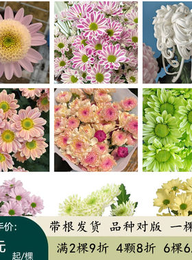 菊花多年生宿根植物新品