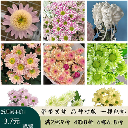 切花菊苗雏菊花苗三文鱼宝莲灯肯尼迪阳台花卉多年生宿根植物包邮
