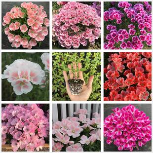古代稀花苗 庭院盆栽耐寒耐晒切花品种籽播草本阳台花卉植物包邮
