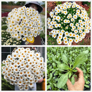 大滨菊麦当娜 大滨菊苗 爆盆机器 西安长青园艺 包邮
