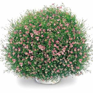 满天星花苗吉普赛满天星盆栽花卉阳台绿植物易种活好养的花包邮