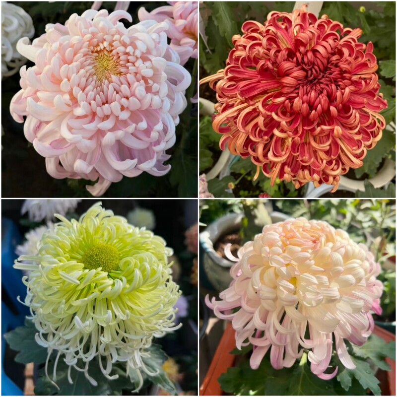 大花菊花苗 虎踞优雅国华系列新品独本菊苗多年生花园植物包邮