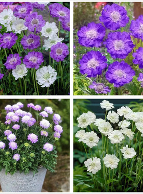 蓝盆花苗矮生屋高杆高加索蓝盆花多年生耐寒宿根庭院花园植物包邮